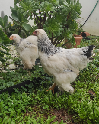 Galline Moroseta, MARANS, Oliver egg, Lekenfelder