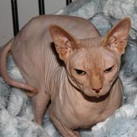 Gatto sphynx