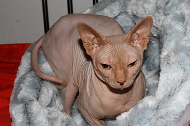 Gatto sphynx