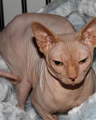 Gatto sphynx