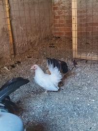 Galline chabo nagasaki