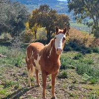 Cavallo