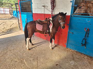 poni maschio 