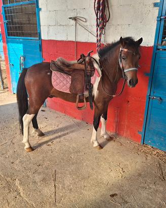 poni maschio 