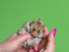 Immagine 5