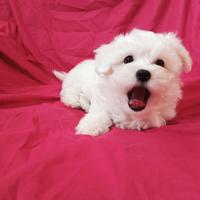 Maltese coreano toy