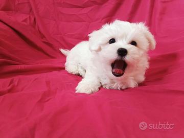 Maltese coreano toy