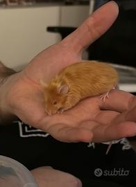 Topi domestici