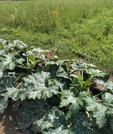 Terreno agricolo