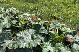 Terreno agricolo