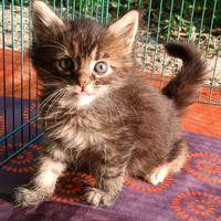 Cucciola Maine Coon con pedigree