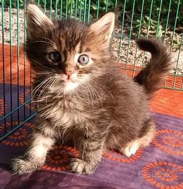 Cucciola Maine Coon con pedigree