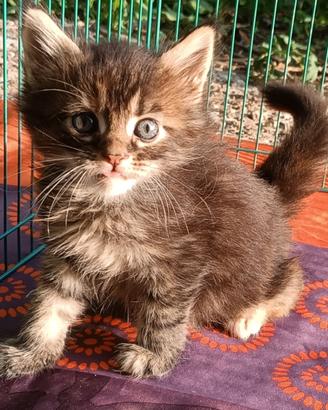 Cucciola Maine Coon con pedigree