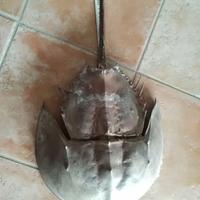 Limulo grande esoscheletro
