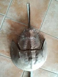 Limulo grande esoscheletro