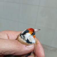 Cardellino major maschio