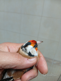 Cardellino major maschio