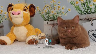 British Shorthair cinamon