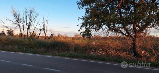 Terreno agricolo uliveto su strada provinciale