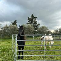 Fence / box / capannine cavalli