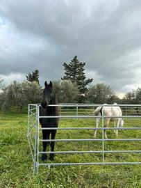Fence / box / capannine cavalli