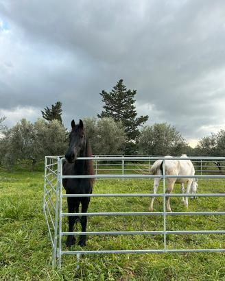 Fence / box / capannine cavalli