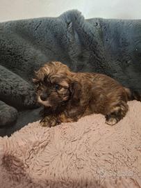 Cuccioli incrocio Shitzu Maltese