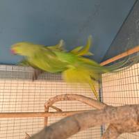 Parrocchetti dal collare