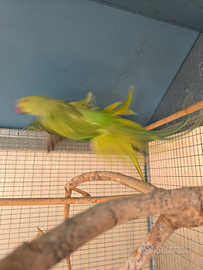 Parrocchetti dal collare