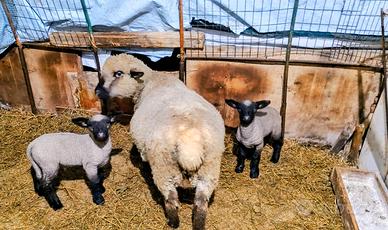 Agnelli Hampshire Down