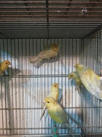 Canarini agata opale