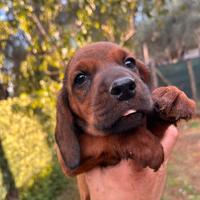 Alpenlaendische Dachsbracke