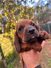 Alpenlaendische Dachsbracke