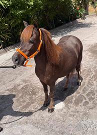 Pony