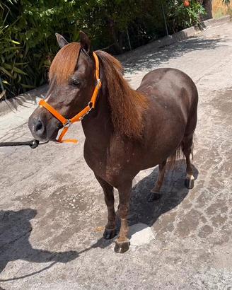 Pony