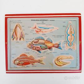 poster didattico scientifico Rico anni 60 vintage 