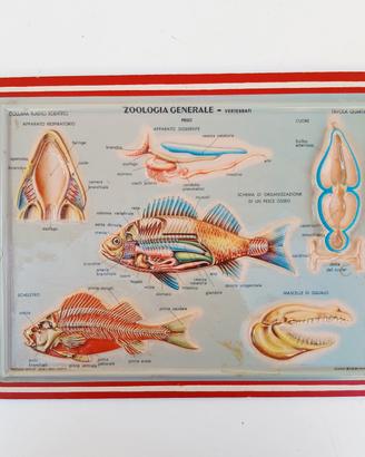 poster didattico scientifico Rico anni 60 vintage 