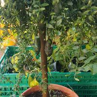 pianta limone caviale verde