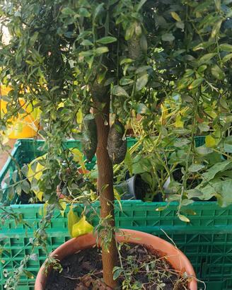 pianta limone caviale verde