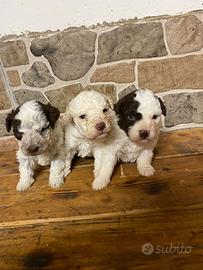 Cuccioli di Lagotto romagnolo