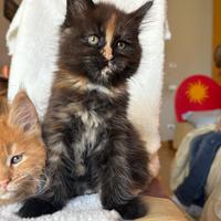 Maine coon cucciola Tortie