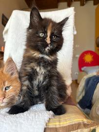 Maine coon cucciola Tortie
