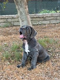 Mastino napoletano