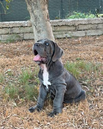 Mastino napoletano
