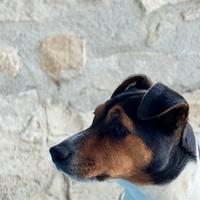 Femmina Jack Russell per accoppiamento