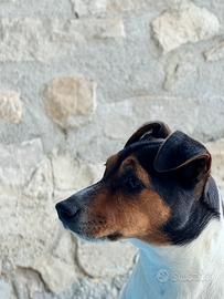 Femmina Jack Russell per accoppiamento