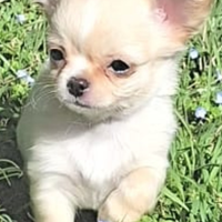 Cucciolo taglia piccola