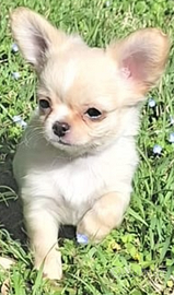 Cucciolo taglia piccola