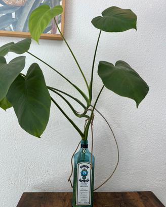 Piante