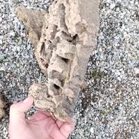 corteccia di sughefi